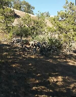 Took a walk in the scrub