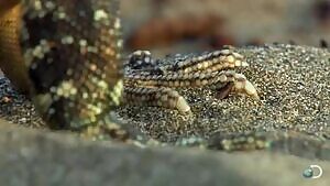 Sea Turtle hatchlings running the gauntlet