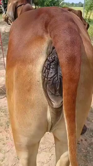 Pale Girls Ass Big Tits Cum