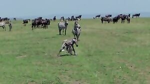 Zebra gets killed by a lion