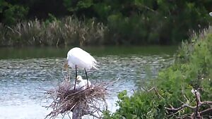 Egret chick gets stabbed to death by its own siblings
