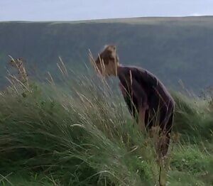 Cha Cha Seigne - The Boys And Girl From County Clare