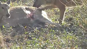 Chital Deer getting eaten alive by a Dhole