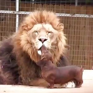 when you -really- want to get eaten, but the pred isn't into it