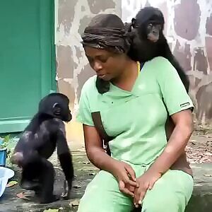 Gorillas having fun
