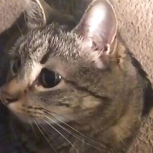 Quick the mods are asleep upvote this ahegao cat