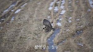 Mallard struggling in vain as a Goshawk feeds on it