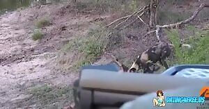 Unborn impala torn from womb by African Painted Dog:)