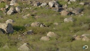 Wolf hunting Caribou to feed its pups