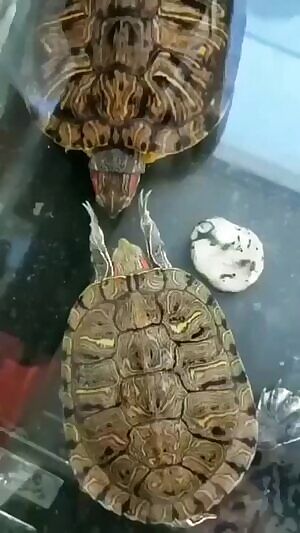 How all doms should show dominance