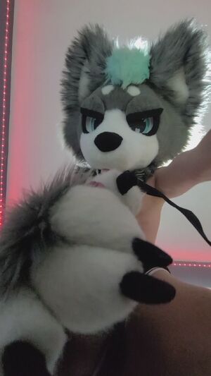 Solo Furries Furry