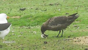 Skua and Kelp Gull fighting over a penguin chick