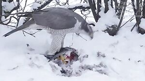 Pigeon getting eaten alive by a Northern Goshawk