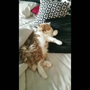 Playing with the cat