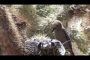 Woodpecker pecks holes in little birds' heads to eat their brains while still alive