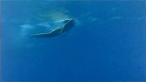 Phoebe Cates Paradise - 2