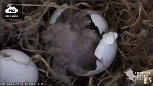 Bald Eagle chick is taken by an intruder