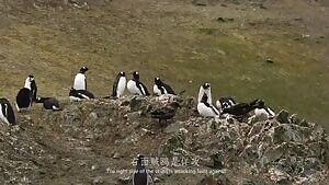 A pair of Skuas steal a Gentoo penguin chick and eat its face