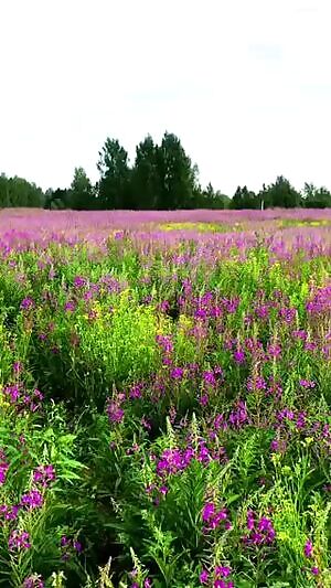 A quick hand bra in the fields