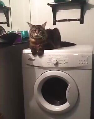 How about vibrating pussy?