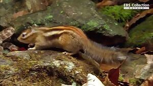 Chipmunk grabs a Mamushi and eats its face