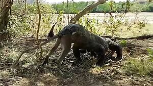 Komodo swallows a monkey whole