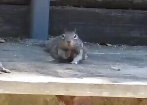 These fat fucks can’t even get out of bed.