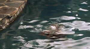 Lindsay Lohan - Labor Pains