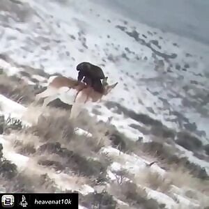 Eagle eating live Antelope