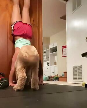 Golden dog Playfully Interrupts Owner