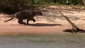 Jaguar takes down a huge Capybara