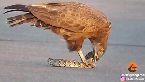 Snake Eagle Ripping Snake Apart