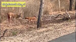 Chital Deer fails to defend his asshole from a Dhole