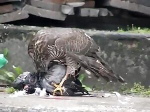 Sparrowhawk plucks a live pigeon