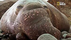 Elephant Seal that survived a Great White Shark attack