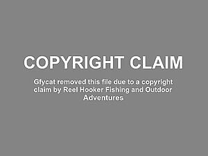 Tiger eating a Horse that drowned in Hurricane Dorian