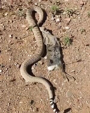 Rattler hauling away its kill