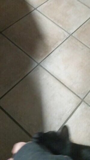 My cat doesn't like being pet but she loves petting herself