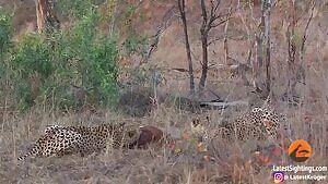 Cheetahs and Hyenas eating a live Impala