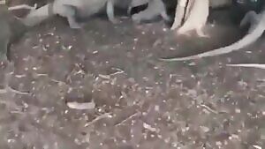 Komodo Dragons munching on a Water Buffalo