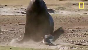Southern Sea Lion chases down a Gentoo Penguin