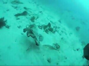 Octopus gets attacked and eaten alive by a school of leatherjackets