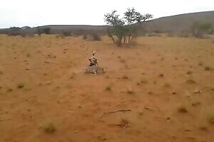 Baby Antelope gets ripped open by African Wild Dogs