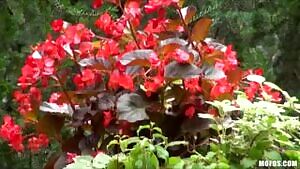 Natural-tit blond Isabella Clark Gets Dick In Her Ass In Public Anal