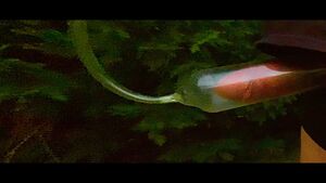 CBT JOI Fat Cock Penis Pump