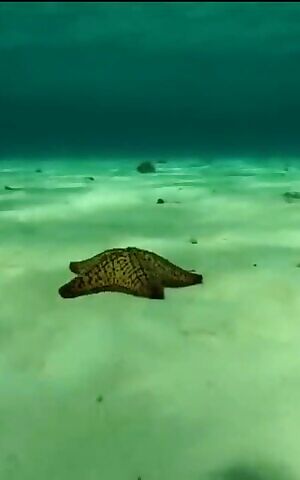 Tabata Jail - Bikini negro