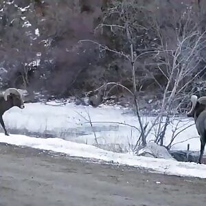 Bighorn sheep going head to head