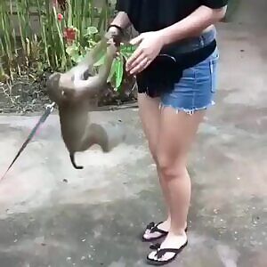 Monkey knows what he's doing