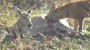 Dhole eating a deer alive