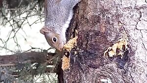 Fat fuck eating peanut butter that I put out for the birds